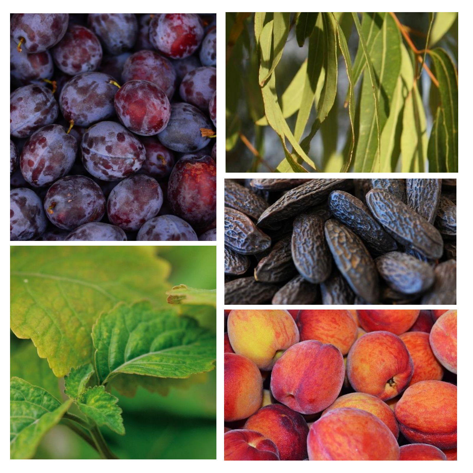 F2%20Florale%20alternative%20au%20parfum